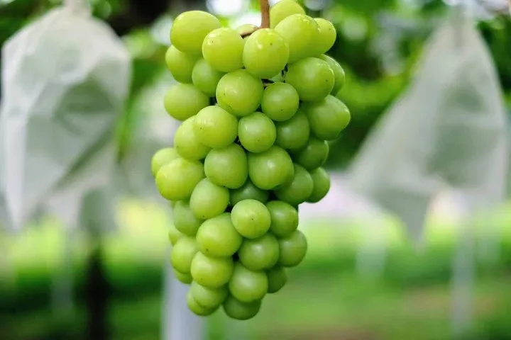 【産地直送】愛菜連のシャインマスカット 1房 (600g前後)