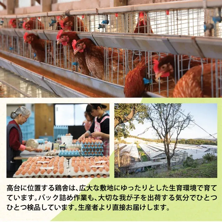 うねめもみじたまご(10玉)