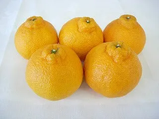 【早期予約】【送料無料】　愛菜連の不知火（デコポン）（5kg：25～30個）